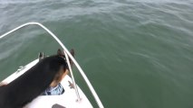 Un chien saute à la mer pour jouer avec des dauphins! Enorme...
