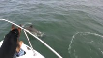 A Dog jumps on Dolphins! Awesome cute animal!