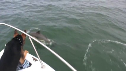 Descargar video: A Dog jumps on Dolphins! Awesome cute animal!