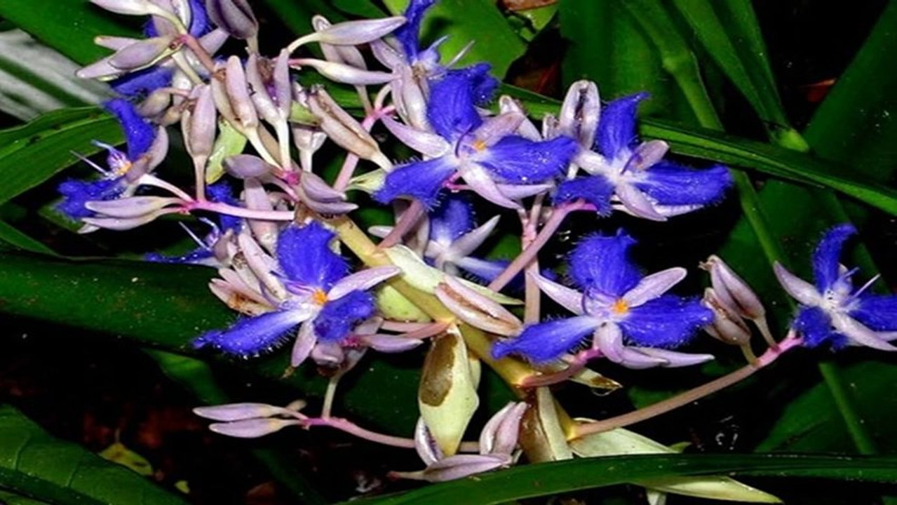 Orchids 2 (PP720)