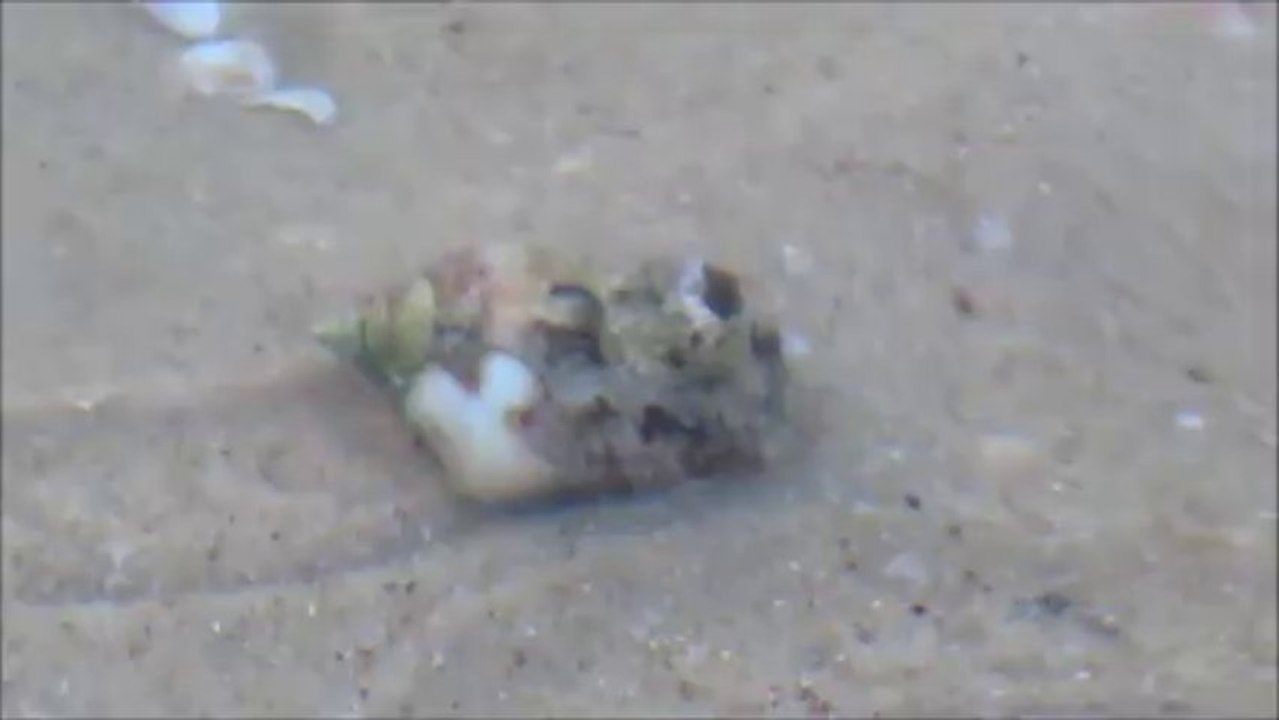 Snail