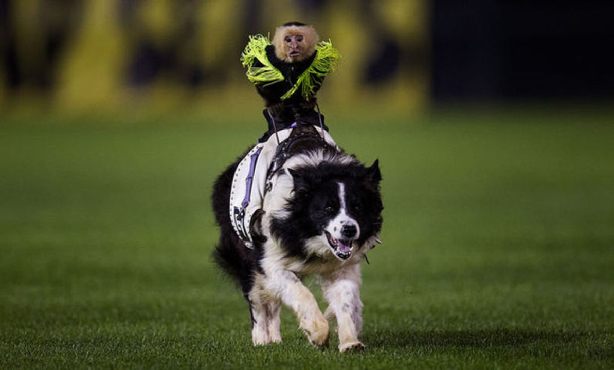 Rodéo de singes cowboys sur des chiens