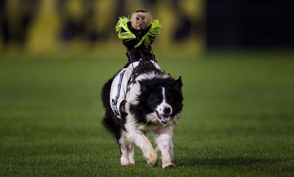 Rodéo de singes cowboys sur des chiens