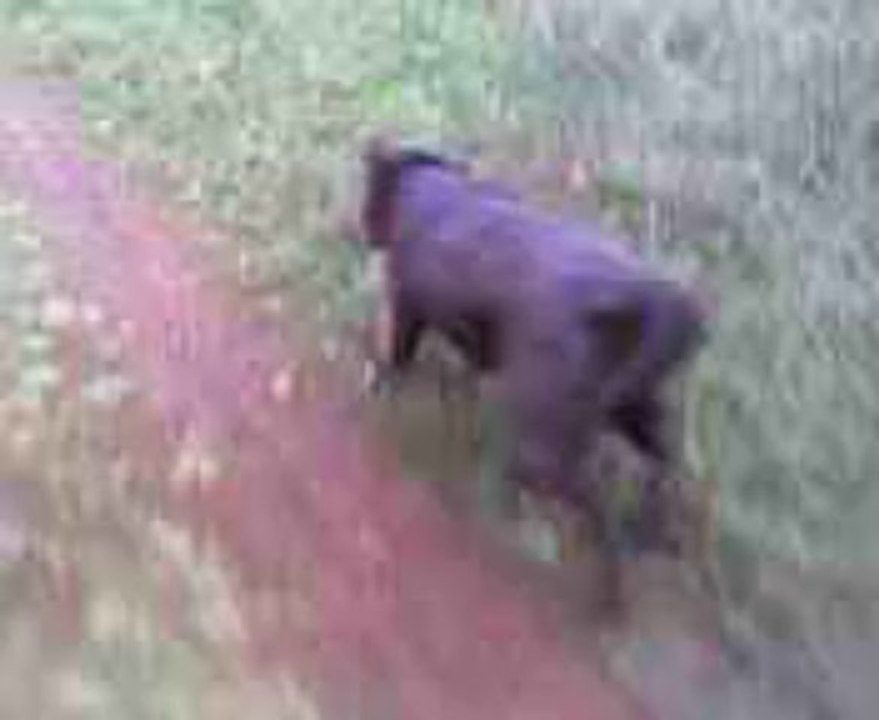 farfal gipsy gena en ballade cani-adeline