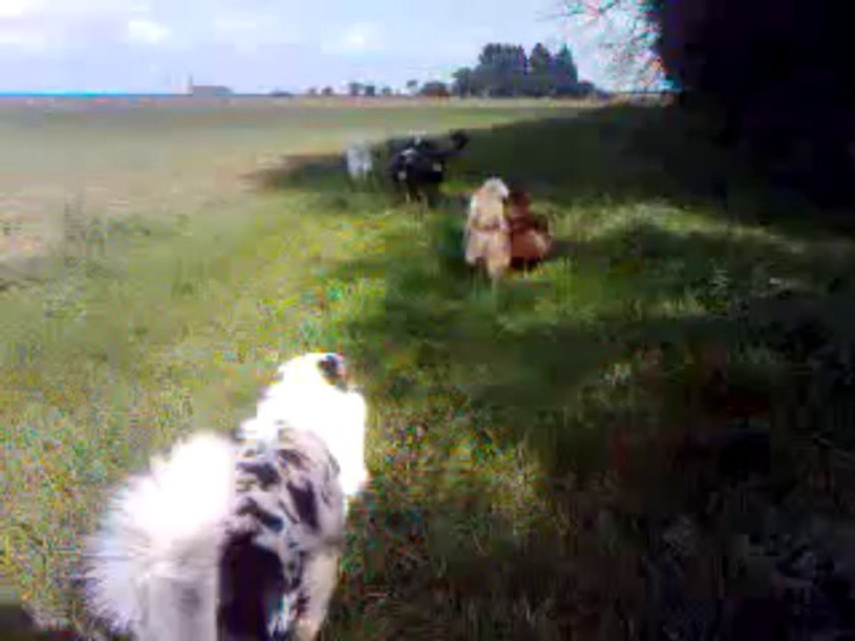 gadget helios aussies