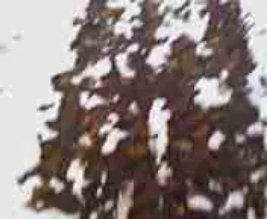 ballade cani-adeline neige de zia