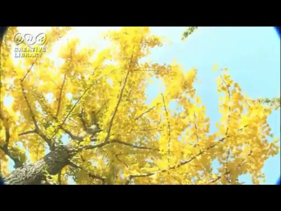 シーズン：オレンジ