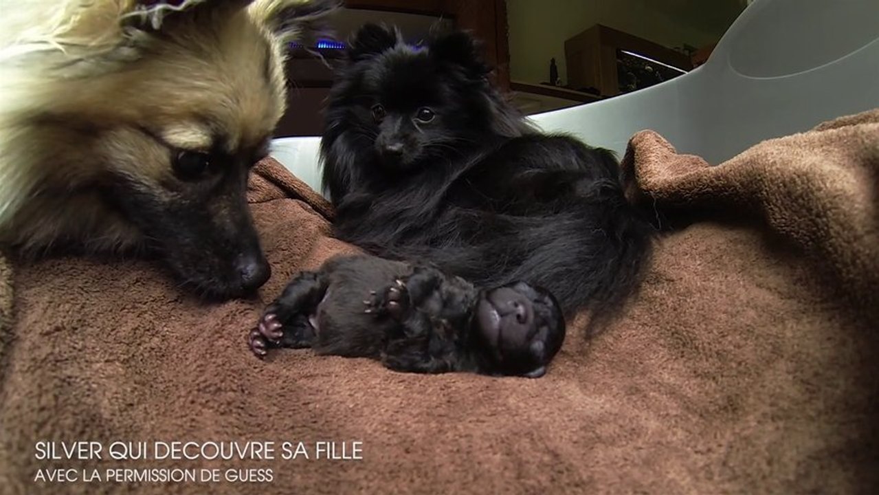 CHIOT SPITZ NAIN 1 JOUR - ACCOUCHEMENT 2013