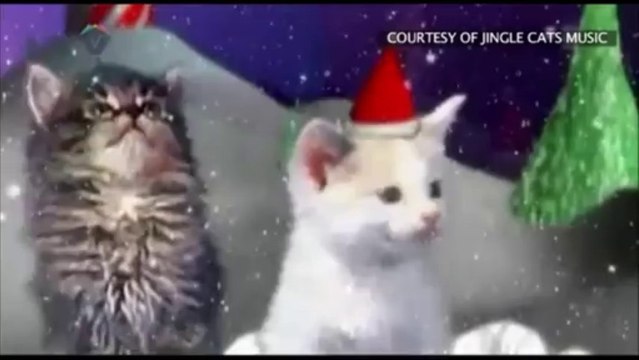 Jingle Cats - Cats Meowing Christmas Song - Silent Night_Benny
