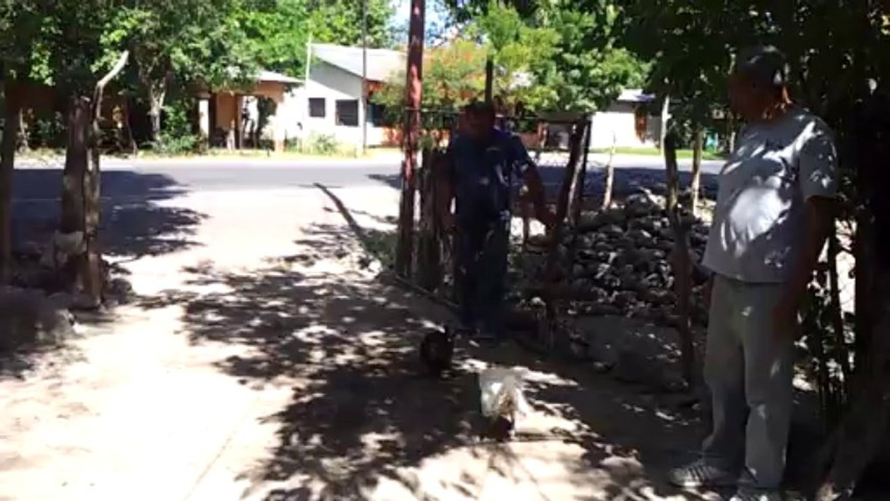 jovany video de gallo