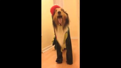 Ferocious Dog Dressed as Dinosaur