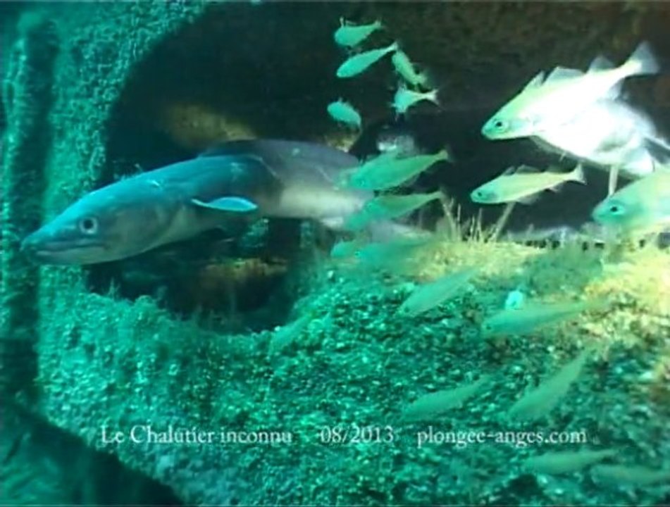 Le chalutier inconnu (épave de l'île d'Yeu)