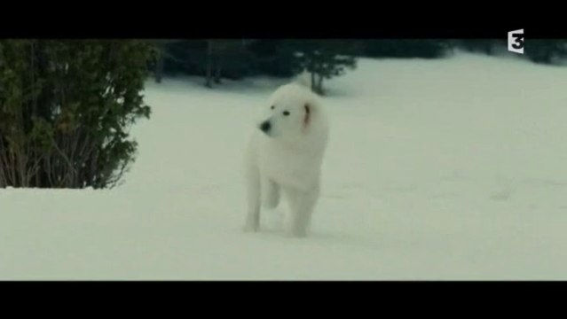 Garfield, le chien patou de Belle et Sébastien