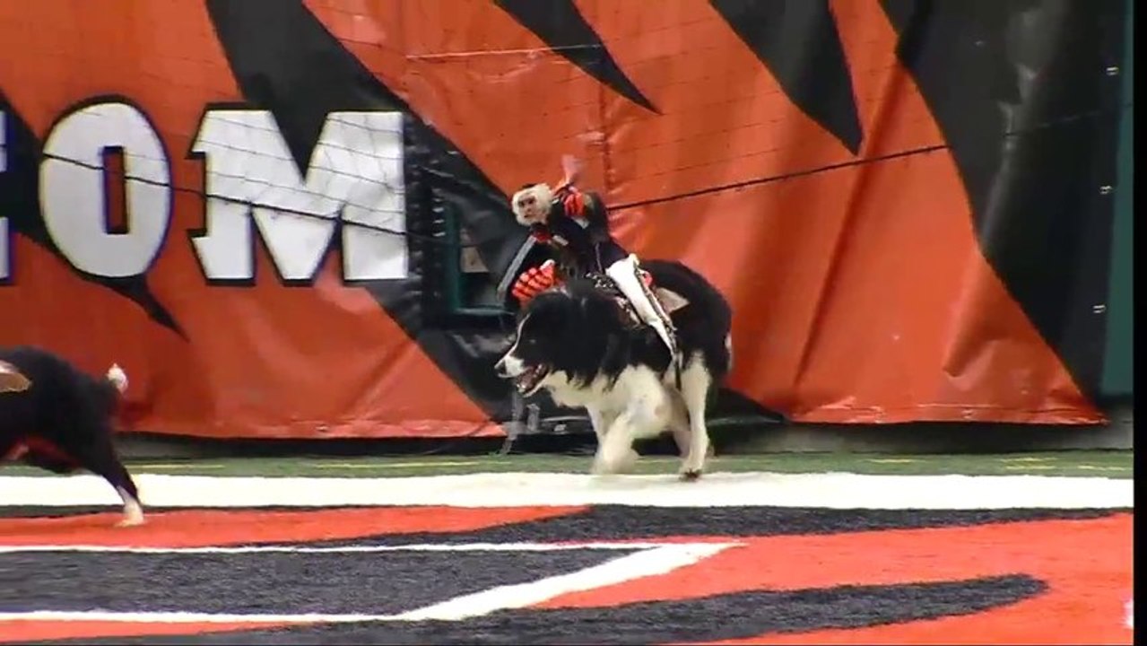 Des singes cowboys font du rodéo sur des chiens