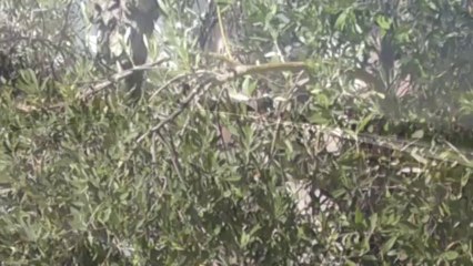 U.R. 2430. BÖLGE ROTARACT TEMSİLCİLİĞİ ASAMBLE TANITIMI 1 - ASAMBLEDEYİZ BİZ!