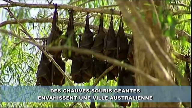 Invasion de chauves-souris géantes dans une ville d'Australie