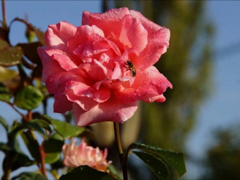 Ferhat Durmuş - Ömür Denen Garip Yolda