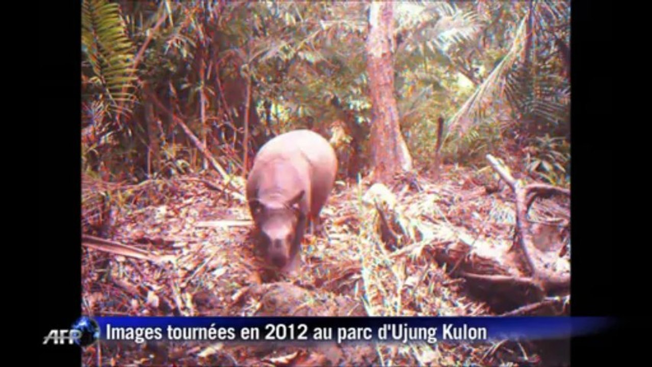 Rhinocéros de Java: le refuge de la dernière chance