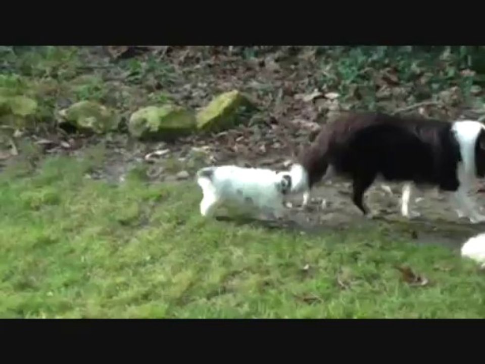 Chiots Gaïa 6 semaines