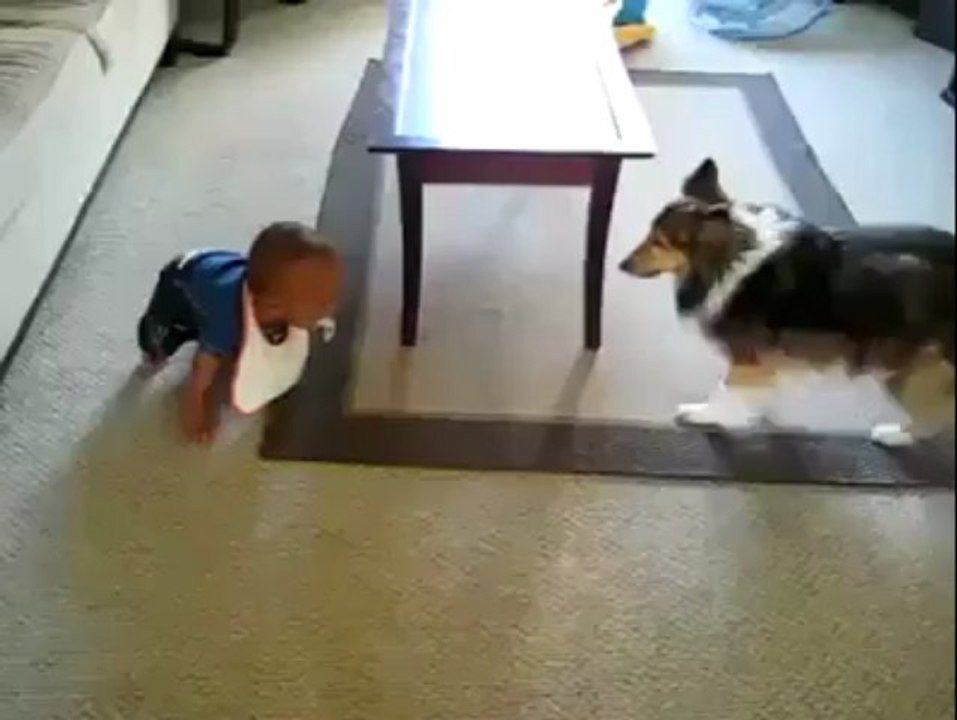 Dog is playing with KID very lovely