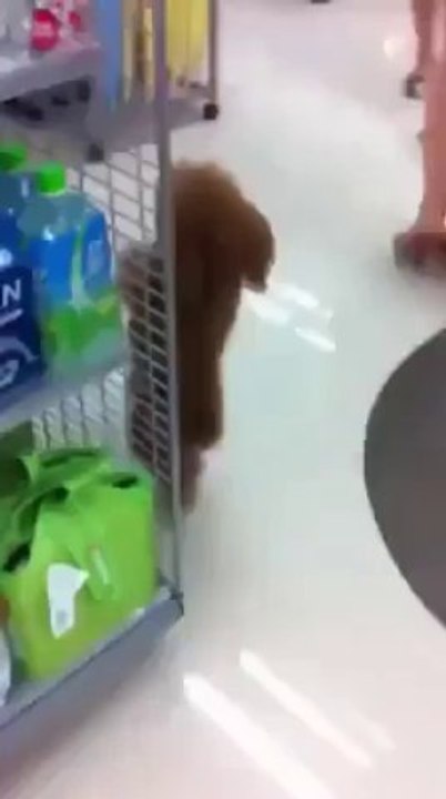 puppy walking