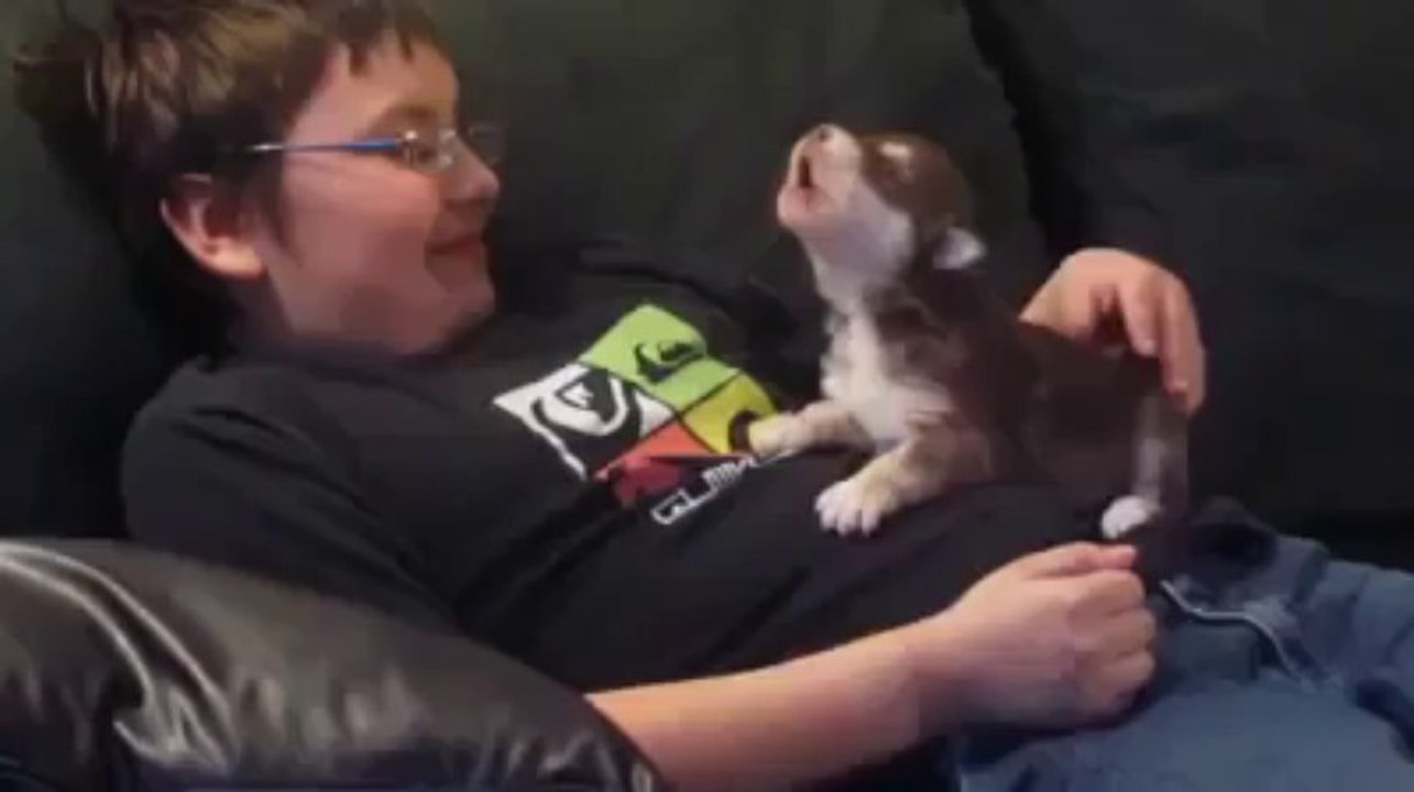 Little Puppy missing his mom