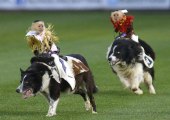 Monkey Cowboy Rodeo on Dogs... so funny animals!