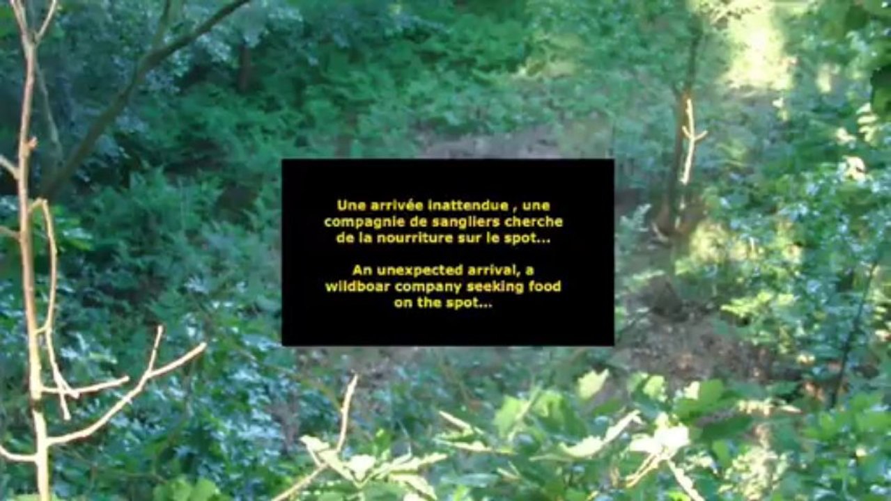 Tir d'un sanglier lors d'un affût matinal