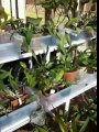 Easy way in Watering Plants Indoors