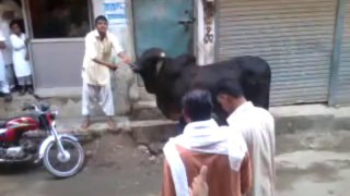 2013 bakra eid. opsss