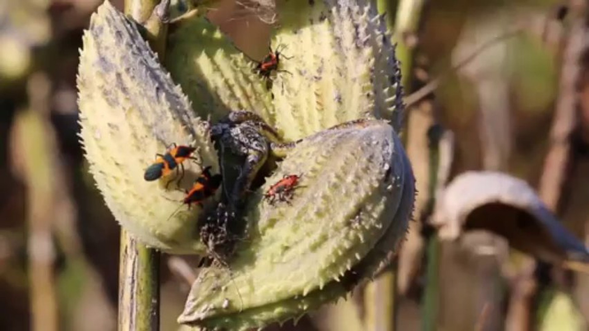 ⁣Milkweed and Monarch Butterfly Conservation