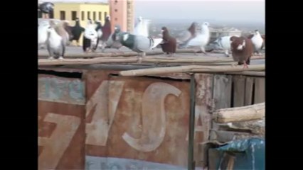 Selahattin Kaya-Şanlıurfa Filo güvercinleri 2013 www.guvercintv.com