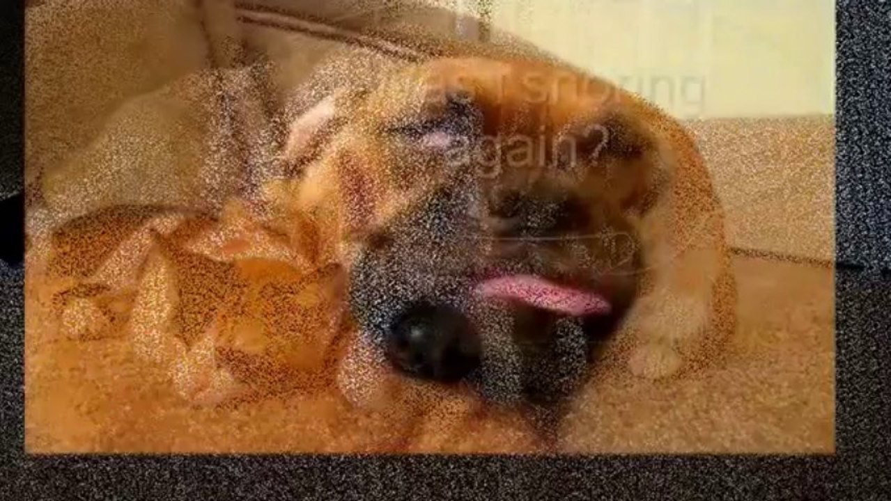 Best funny animal video clips