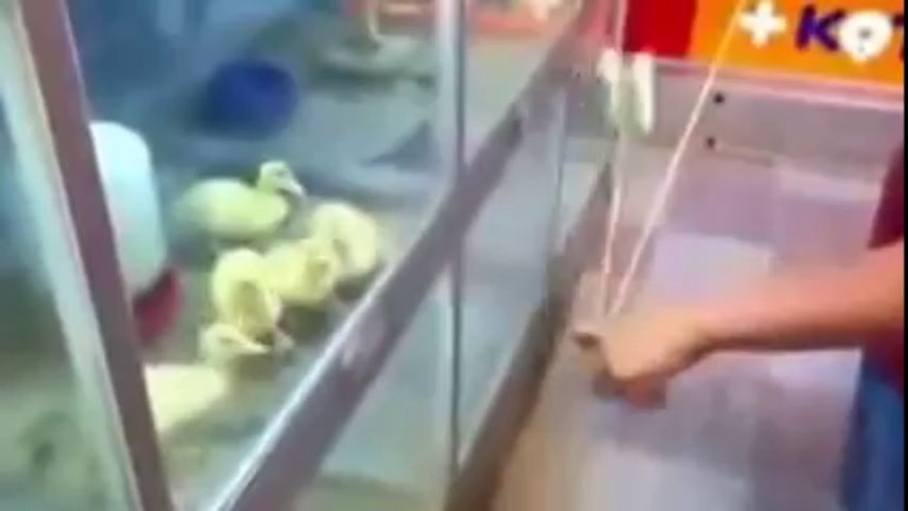 Best Funny Video clips