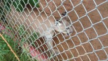 How Cassie the mountain lion greets me in the morning at CARE!