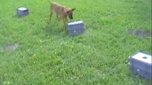 Mecberger Elvi - Conditioning Explosive Detection