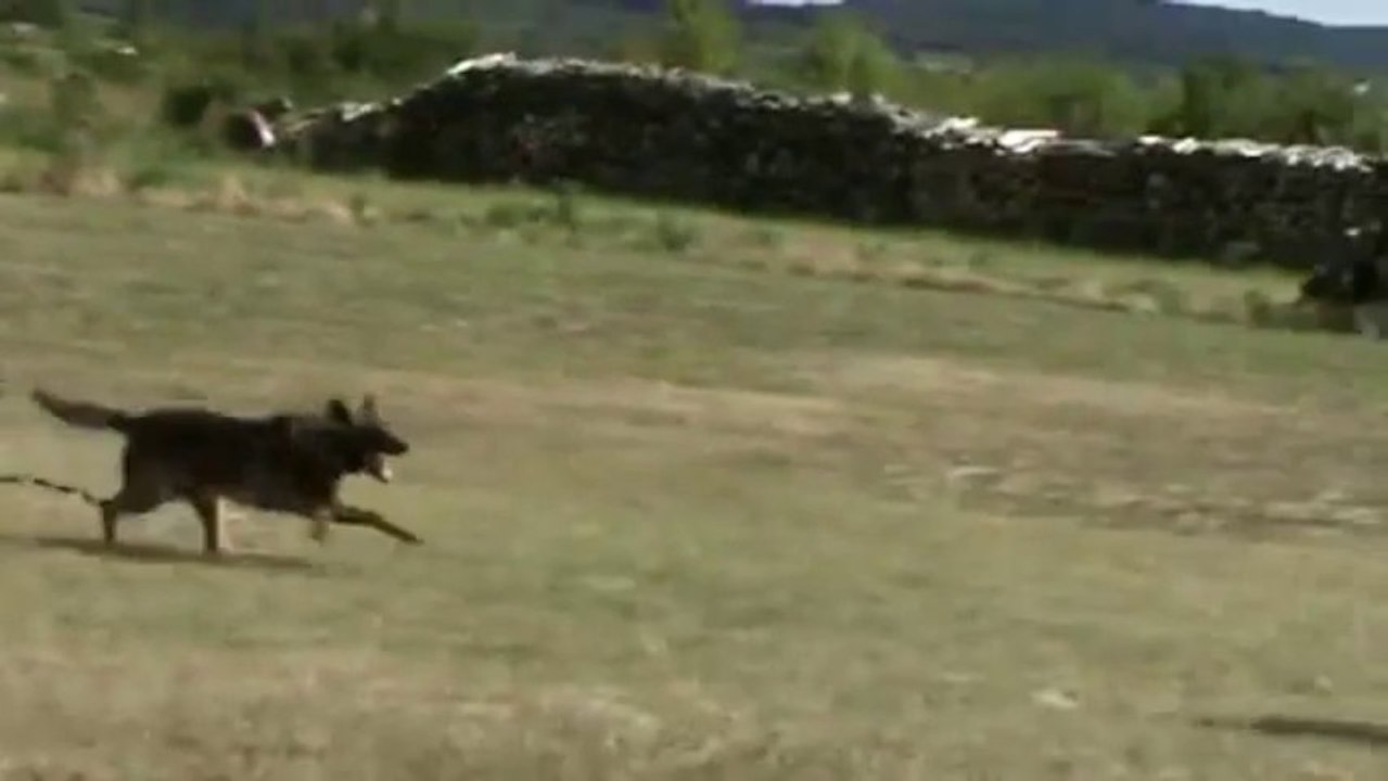 Ecco de Kerprigent  -Training mit Mach 9