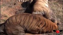 Intenso combattimento tra due tigri