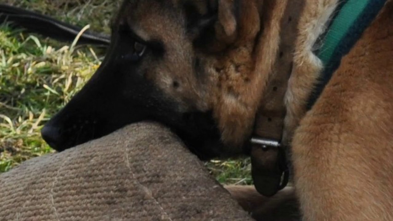 Be Aware Dino @ Training with 6 Months