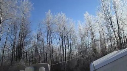 Ice Glistening in Trees