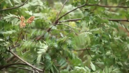 Cengiz Özkan - Deniz Dalgasız Olmaz