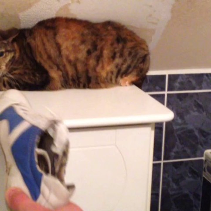 Chat feroce !!