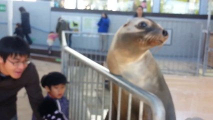 GIFU WORLD FRESH WATER-あしか SHOW TIME - 岐阜すいぞくかんー WITH HINA AND RINA -HD