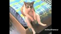 Cats acting like humans