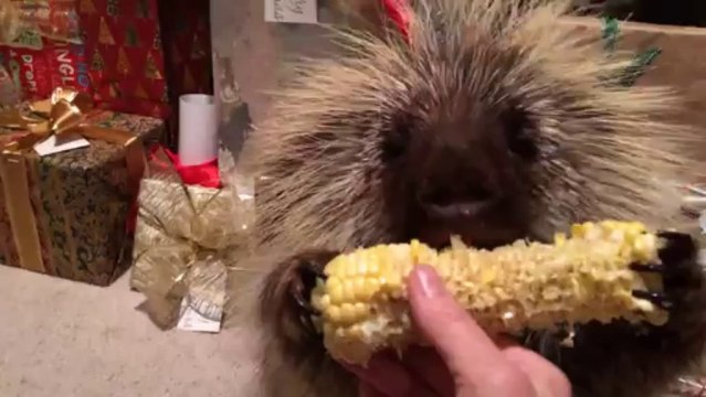 Un Porc-épic trop mignon qui parle et mange du mais pour Noel!