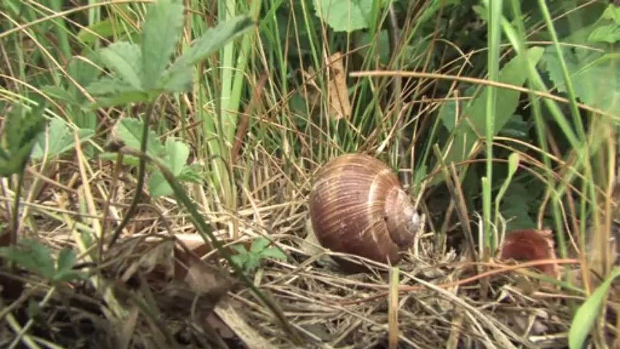 bande annonce film escargot