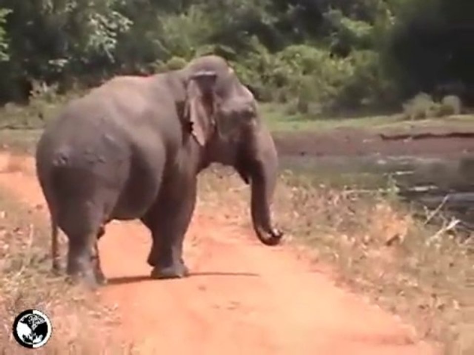 Elephant Nain découvert au Sri Lanka