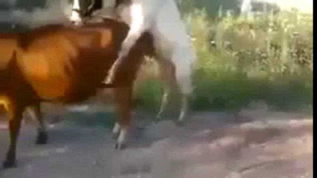 Çılgın Tosun (Gülmek Garanti)