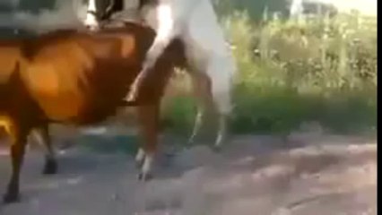 Çılgın Tosun (Gülmek Garanti)