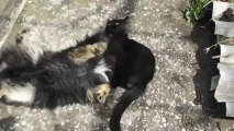 Dog Vs Cat - Amazing Headblock, like a real MMA fighter!